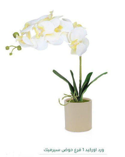 Elegant Orchid Plant - Beige pot