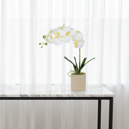 Elegant Orchid Plant - Beige pot