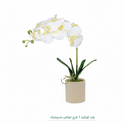 Elegant Orchid Plant - Beige pot