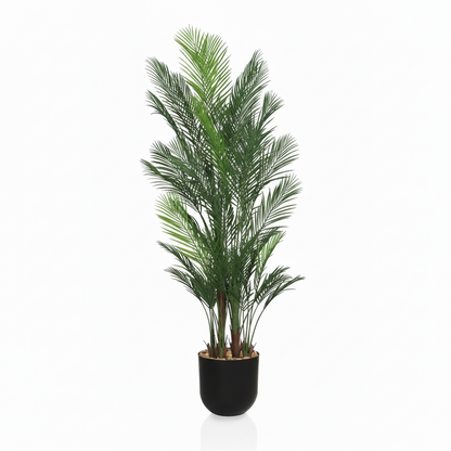 Areca Palm Tree - 6 Branches with Black Planter